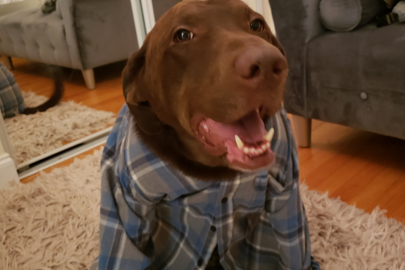 Labrador in a shirt