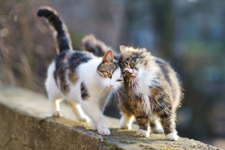 Two cats cuddling up