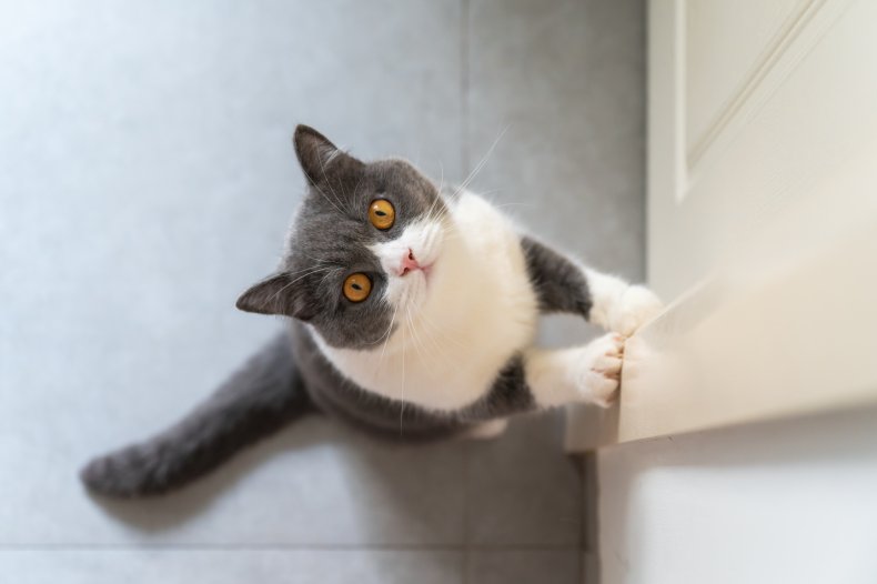 British Shorthair cat looks up.