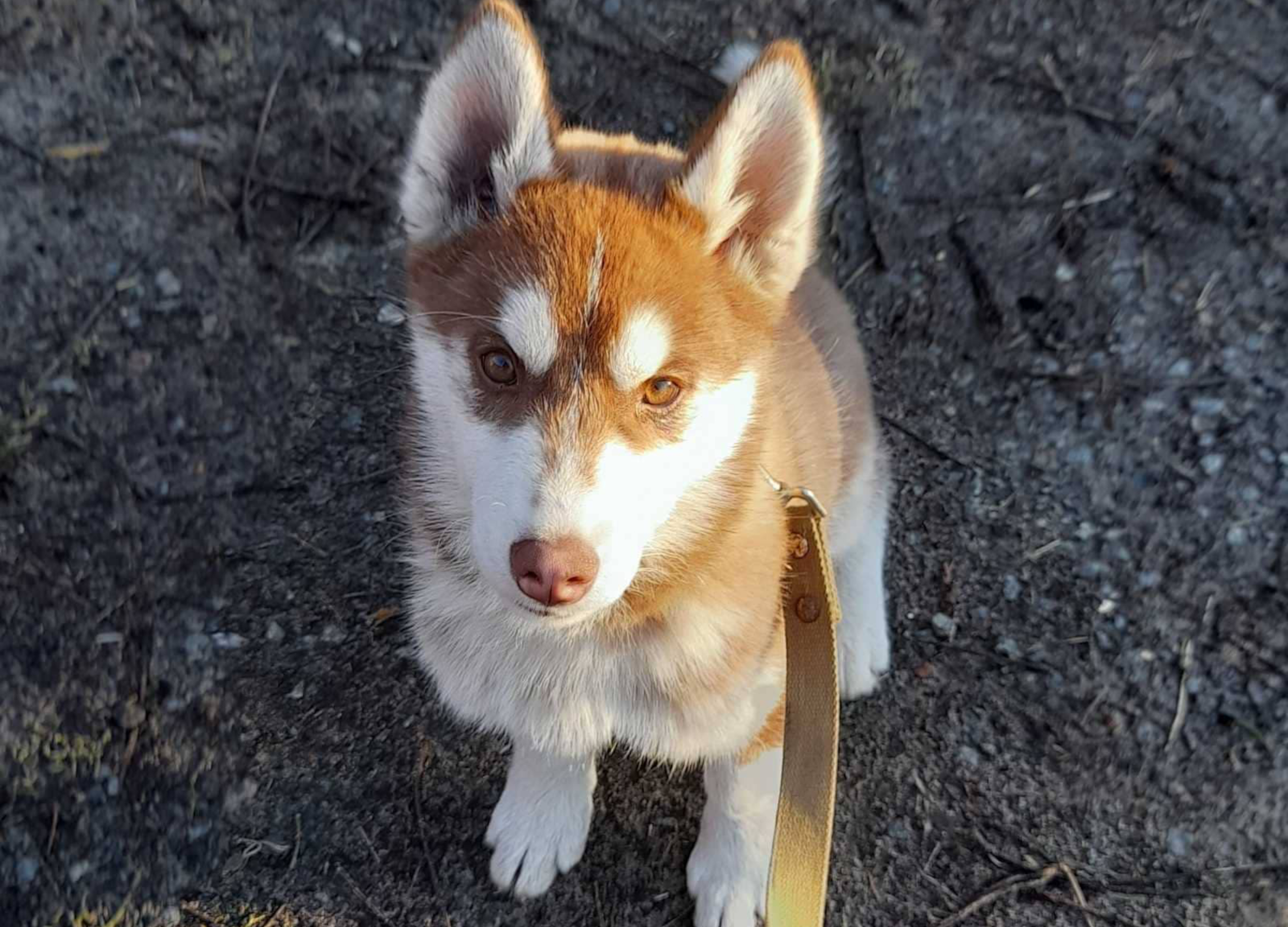 'Miracle': Husky Lost in Ukraine Found by Solider Who Tracked Down Owners