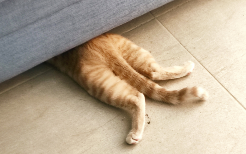 A cat hiding under a couch.