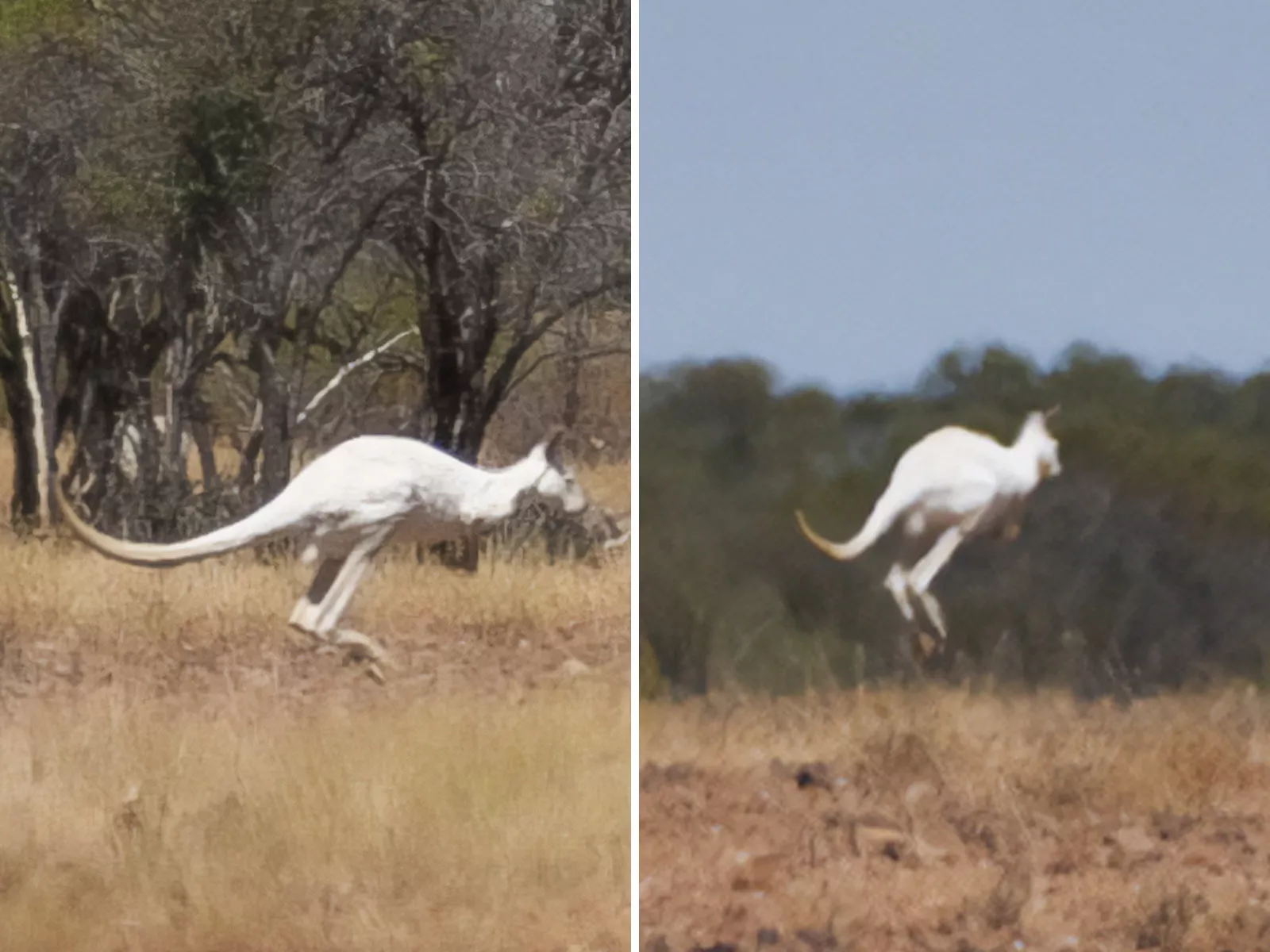 Extremely Rare White Kangaroo Photographed in Australian Outback - Vimarsana News