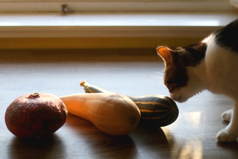 Cat with pumpkin