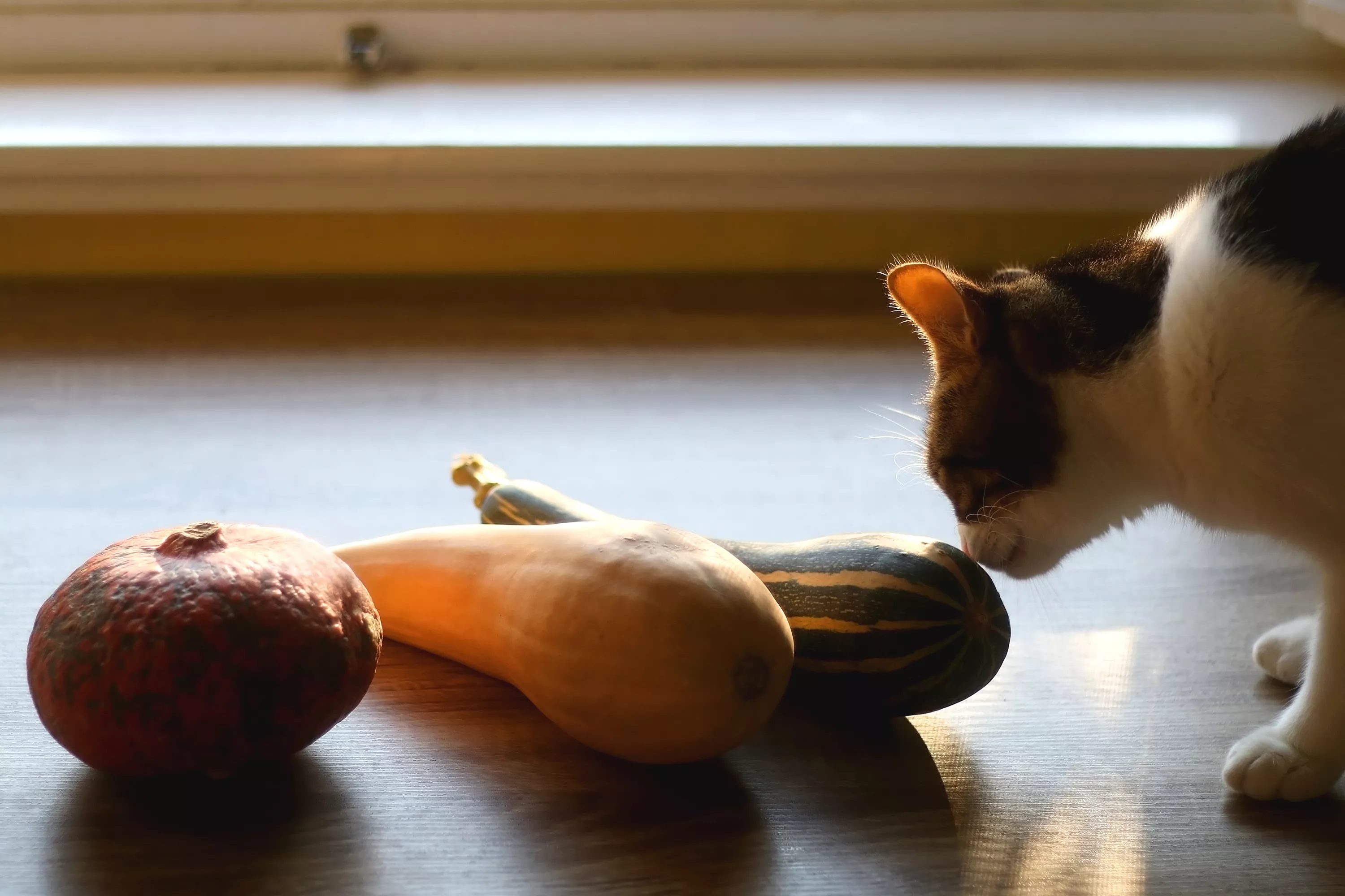 'Weird': Cat Eating Squash Prompts Internet To Share Odd Things Pets Eat - Vimarsana News