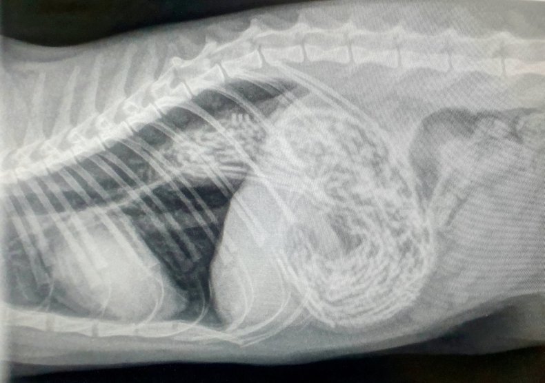 Berry the cat X-ray