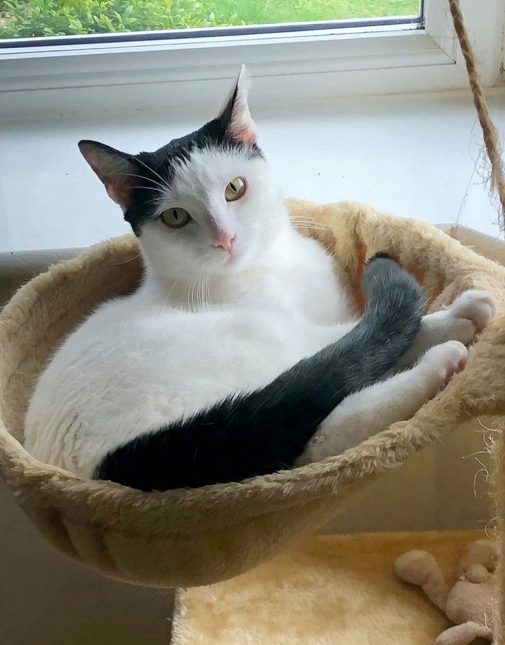 Berry the cat