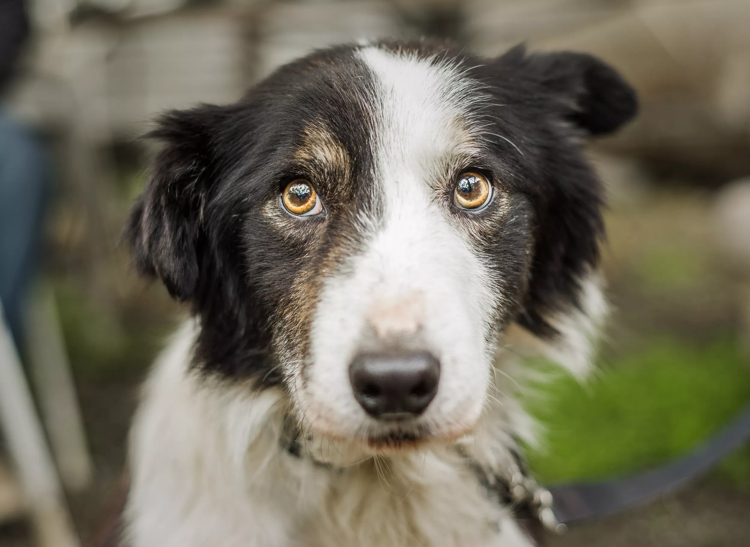 'Loving' Dog Gets New Home Just Hours Before He Was Due To Be Put Down - Vimarsana News