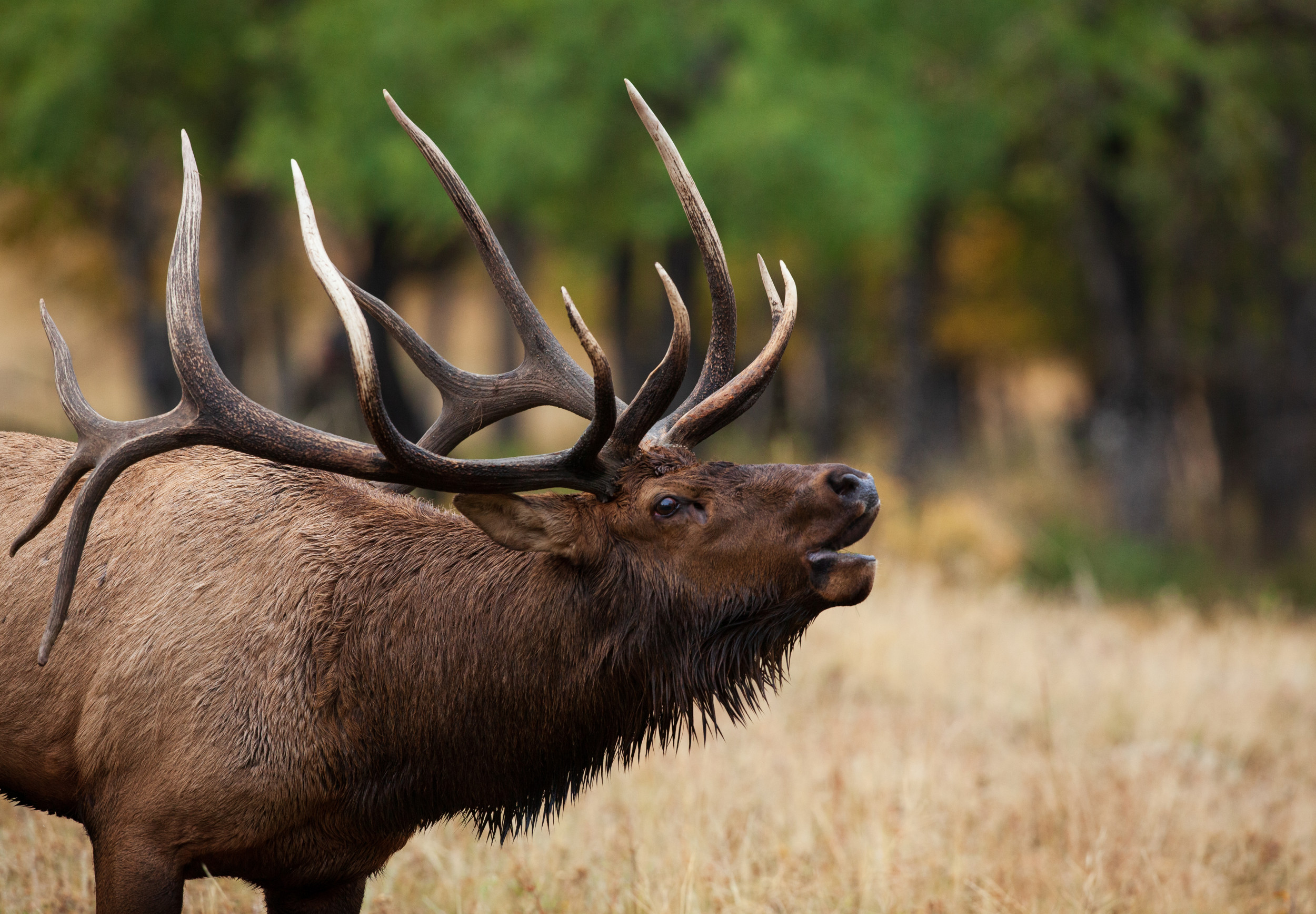 Famous Elk Beheaded In Rocky Mountains Remains To Return To The Earth