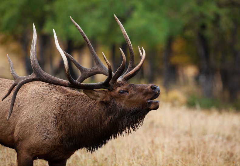 An elk bull