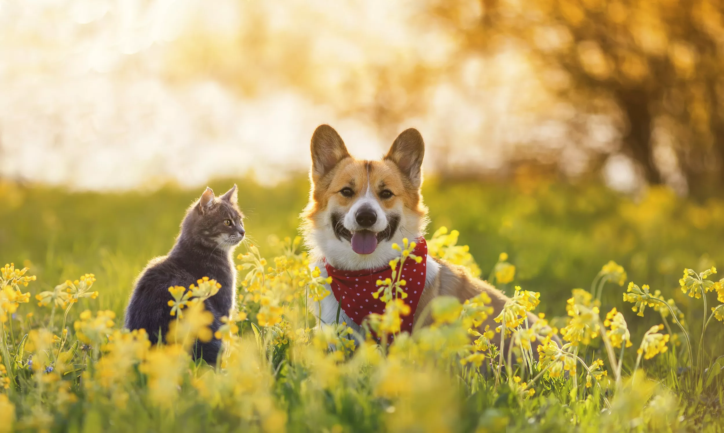 Happy National Pet Day! Mark Ruffalo and More Share Their Adorable Pals - Vimarsana News