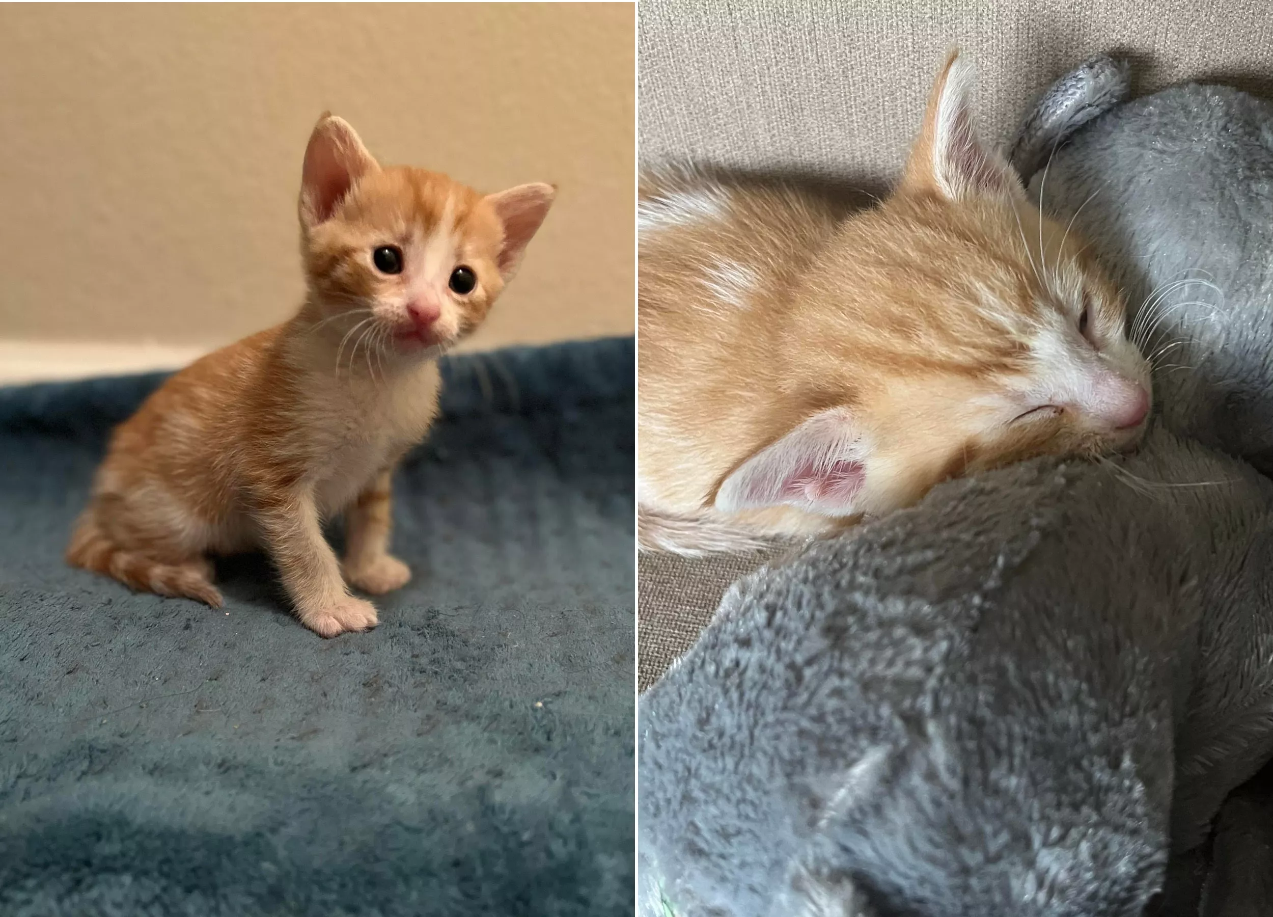 Foster Kitten With Stuffed Toy Best Friend Melts Hearts Online - Vimarsana News