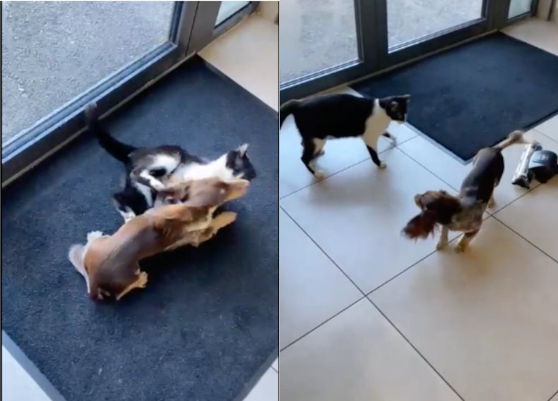 Cat and dog friends at the vet