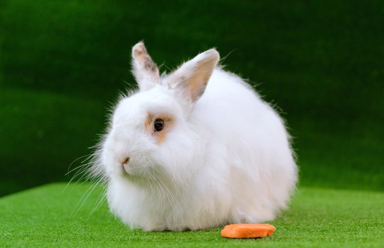 English Angora rabbit plays in adorable video