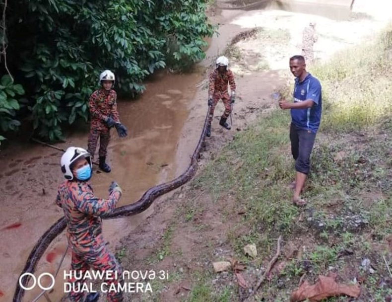 Huge Python