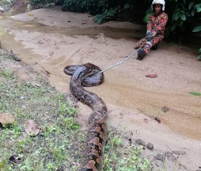 Huge Python Huge Python