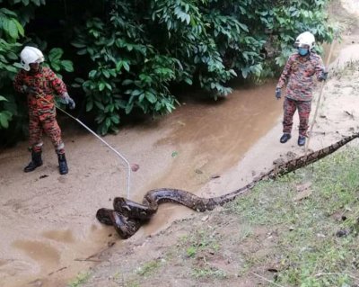 Huge Python Huge Python