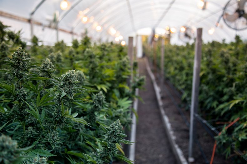 Cannabis growing