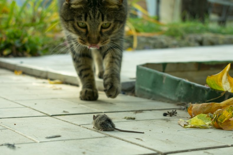 File photo of cat and mouse. 