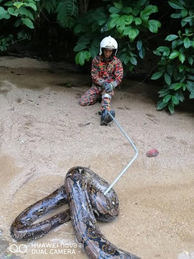 snake snake