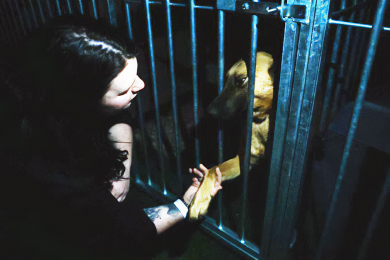 Rescue Dogs at The Ukrainian/Poland Border