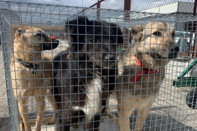 Rescue dogs on the border between Ukraine and Poland 