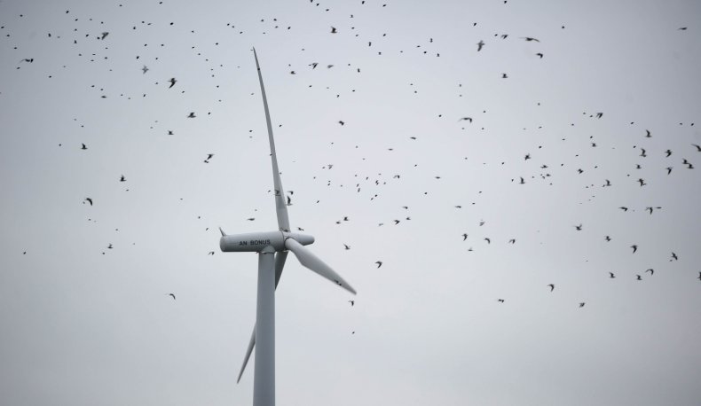 Birds and windturbines