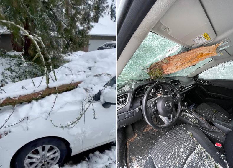 Tree branch in car windsheild