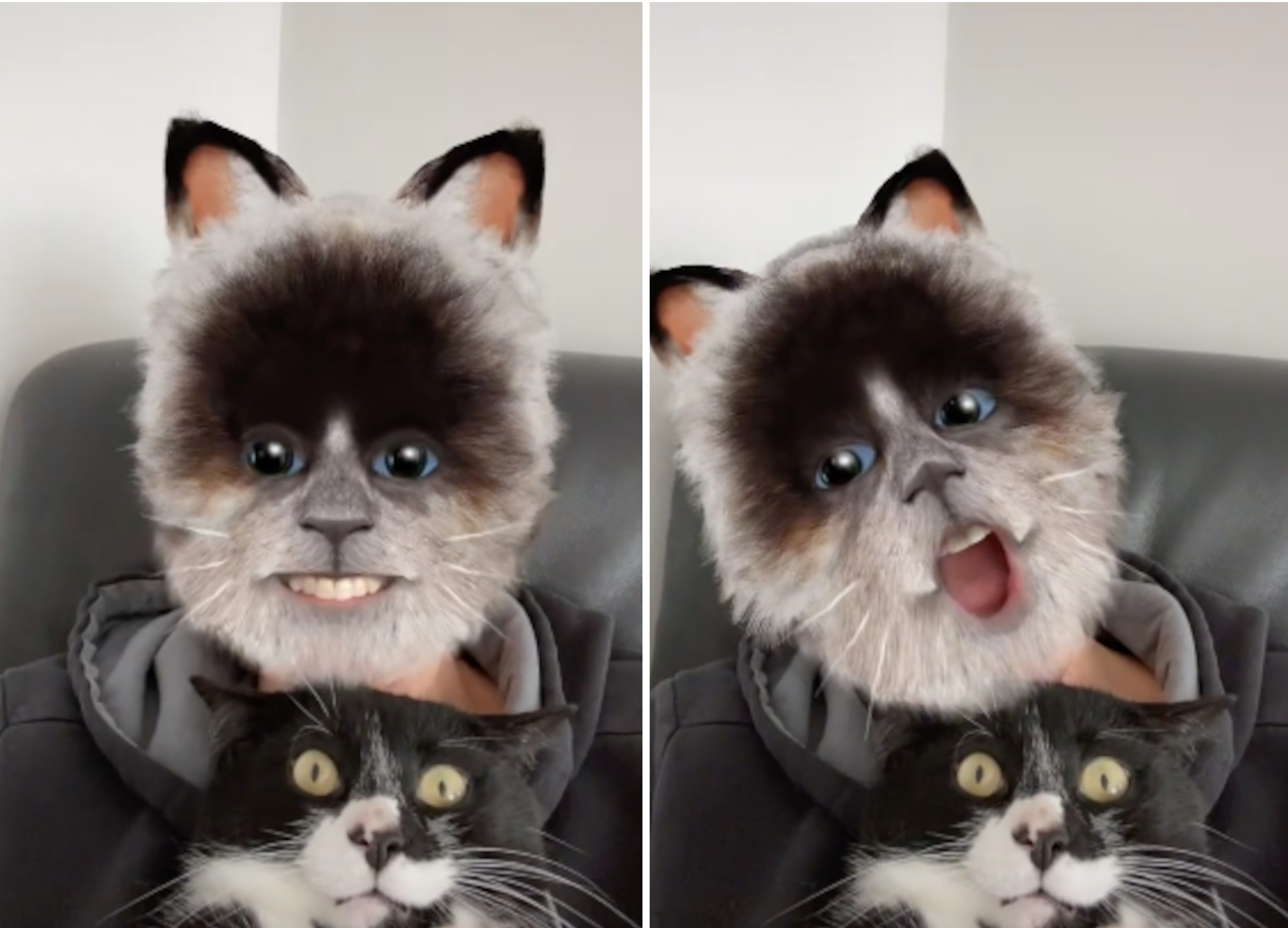 het ergste slogan roem Stunned': Internet in Stitches at Cat's Reaction to Feline Face Filter