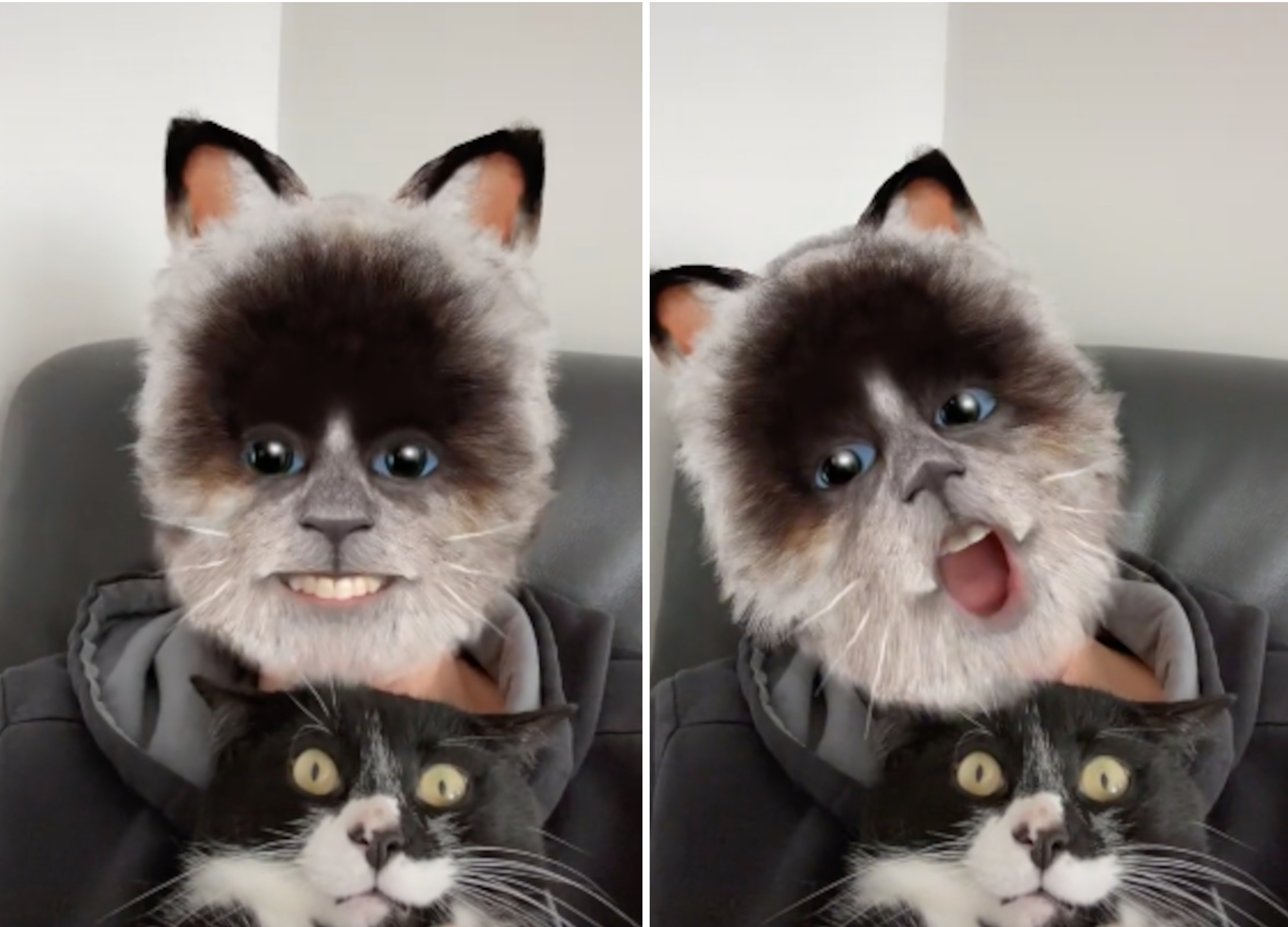 angry cat with voice filter｜TikTok Search