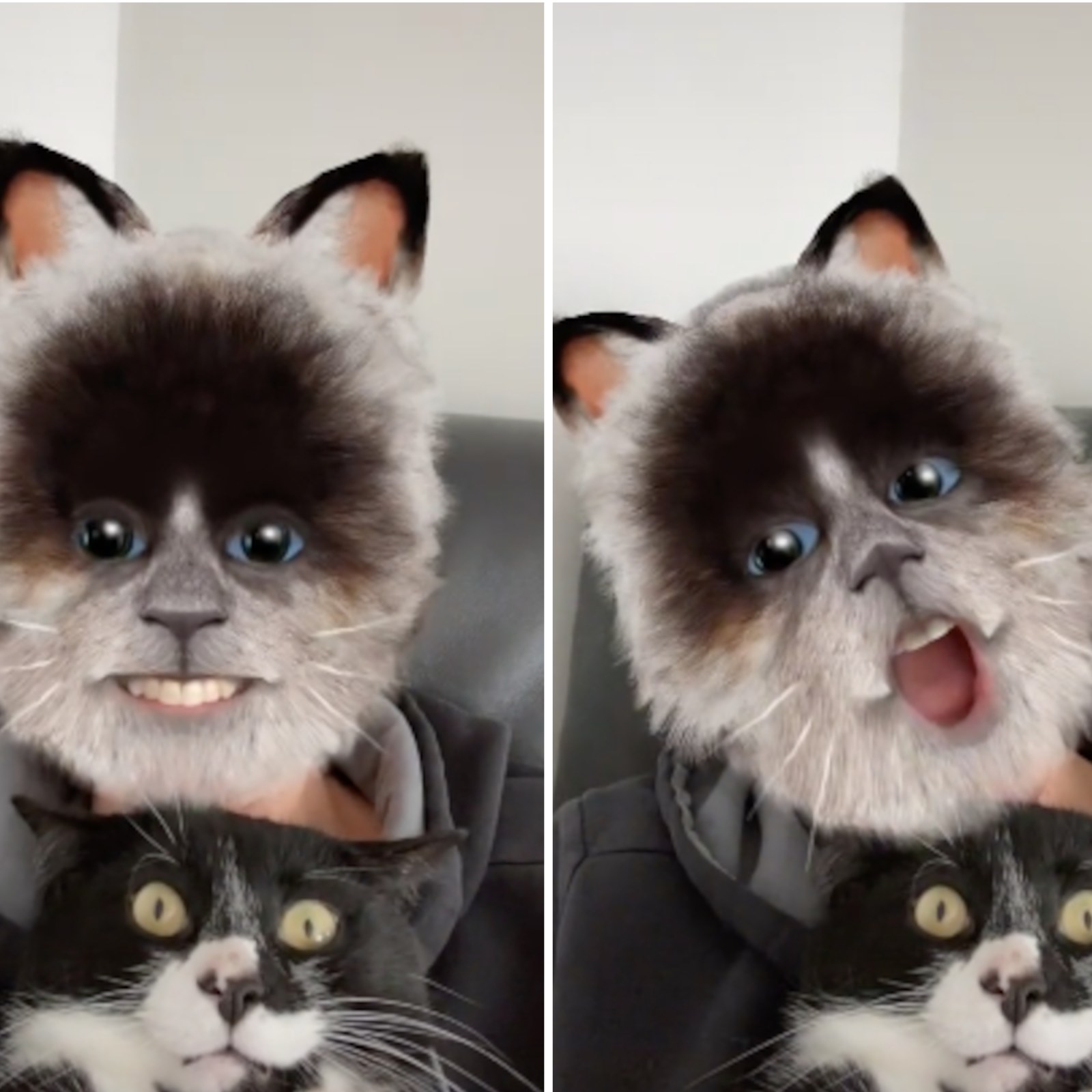 funny angry cat filter｜TikTok Search