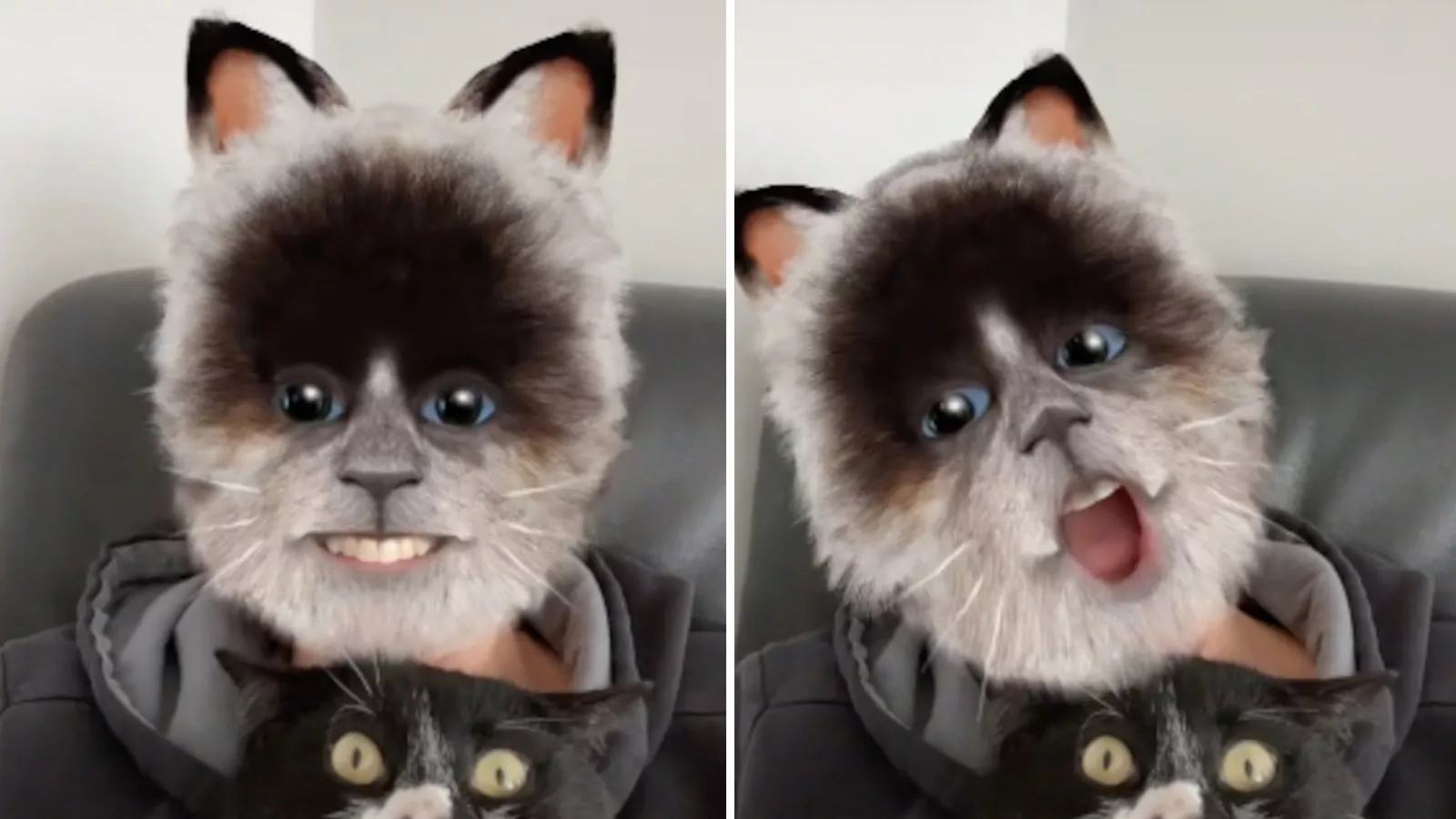 always angry cat filter｜TikTok Search