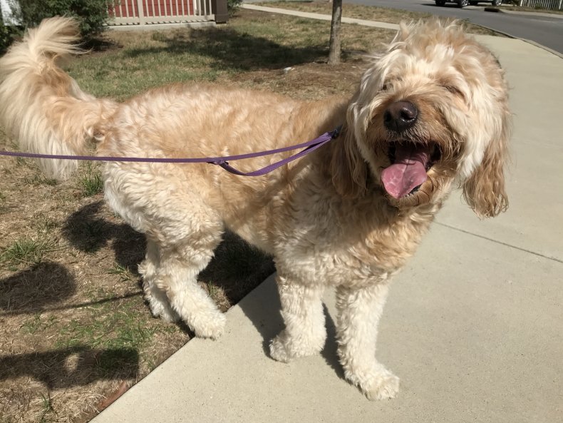 Goldendoodle on a walk