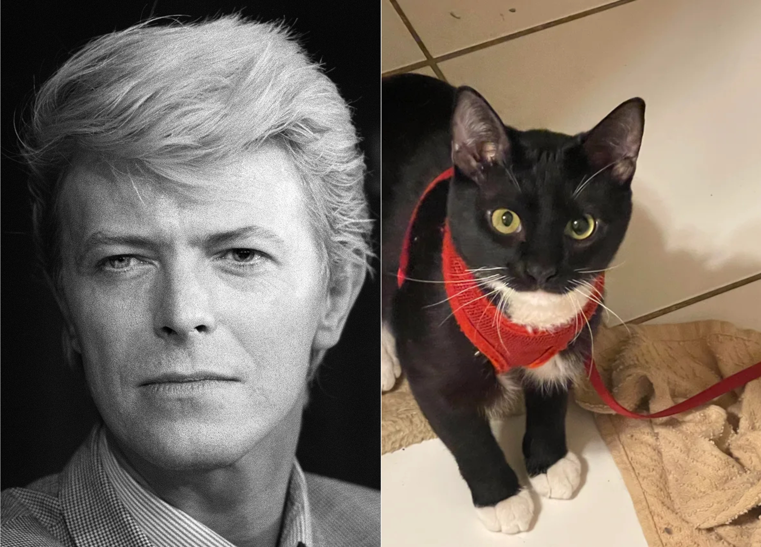 Cat With Mismatched Pupils Compared to David Bowie Online