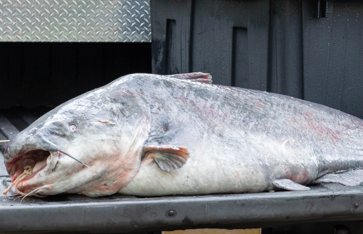 MONSTER Catfish Fishing in Alabama 