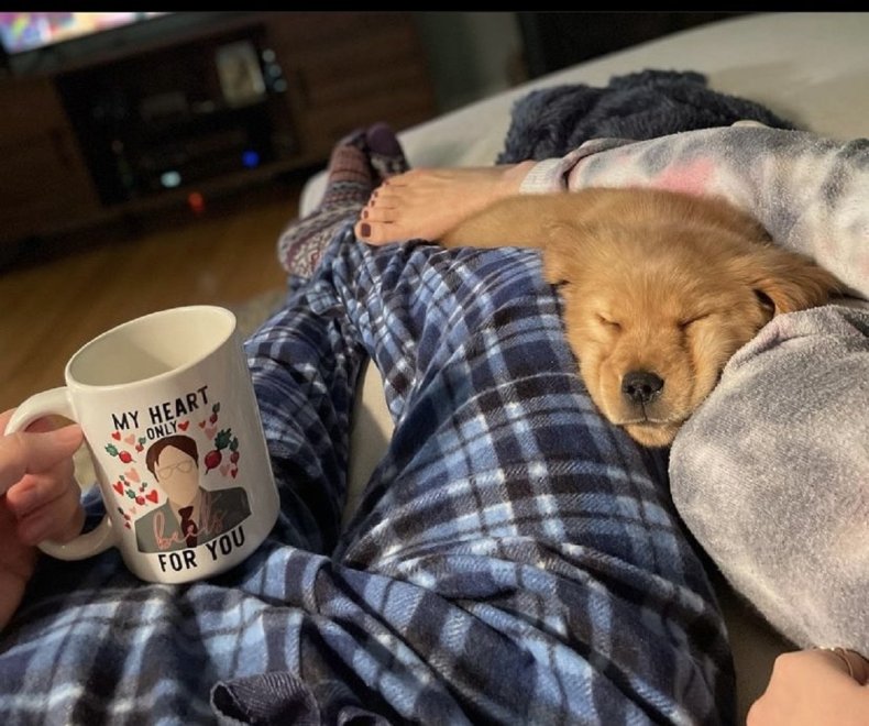 Photo of Willow the Golden Retriever puppy.