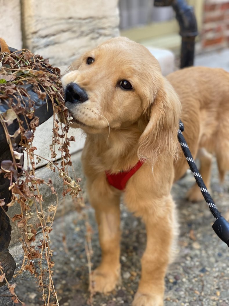 Photo of Willow the Golden Retriever puppy. 