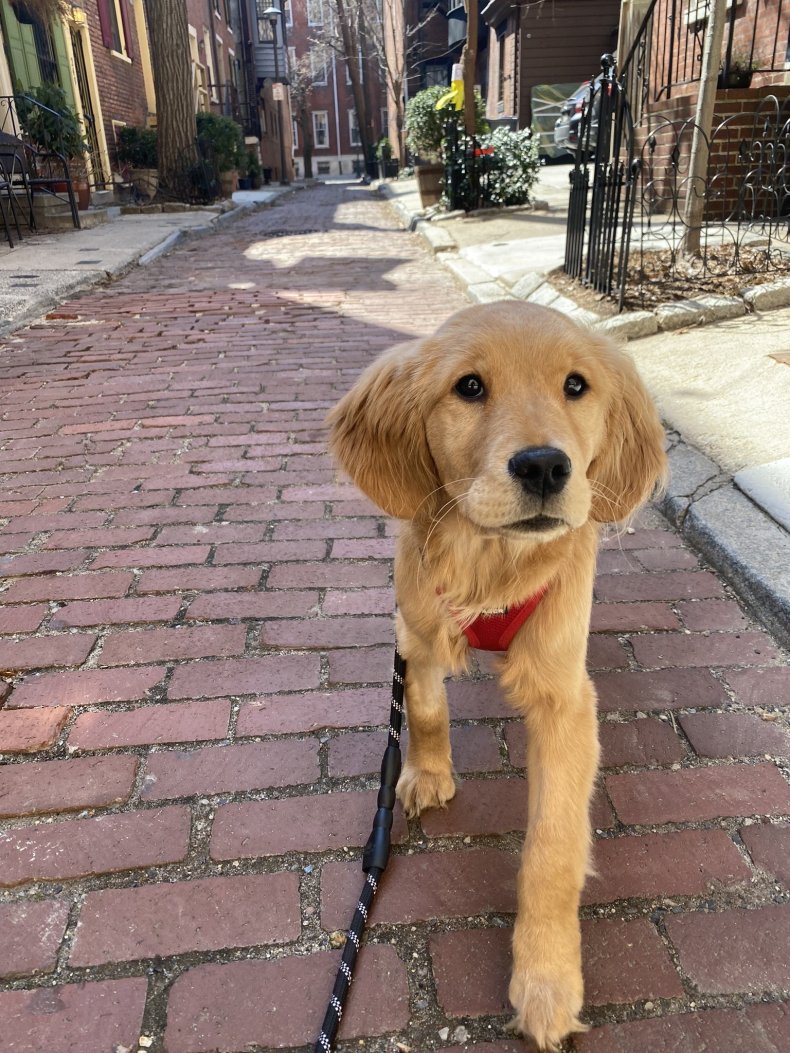 Photo of Willow the Golden Retriever puppy.