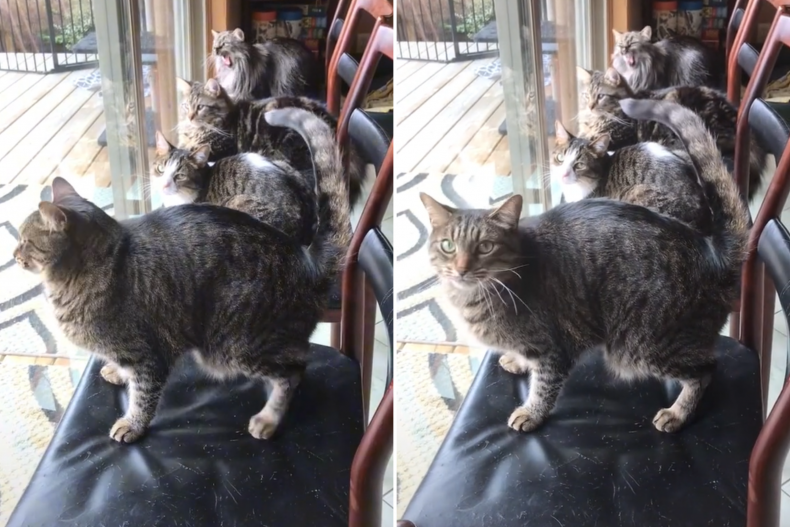 Four cats birdwatching on chairs
