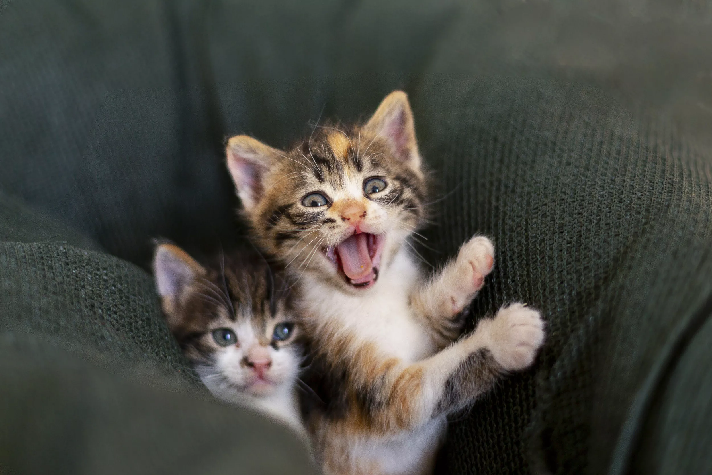 Internet Swoons Over 'Best Cat Dad' Carrying Kittens in Bathrobe Pockets - Vimarsana News