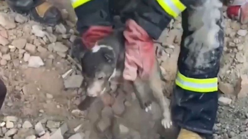 Puppy rescue in Ukraine