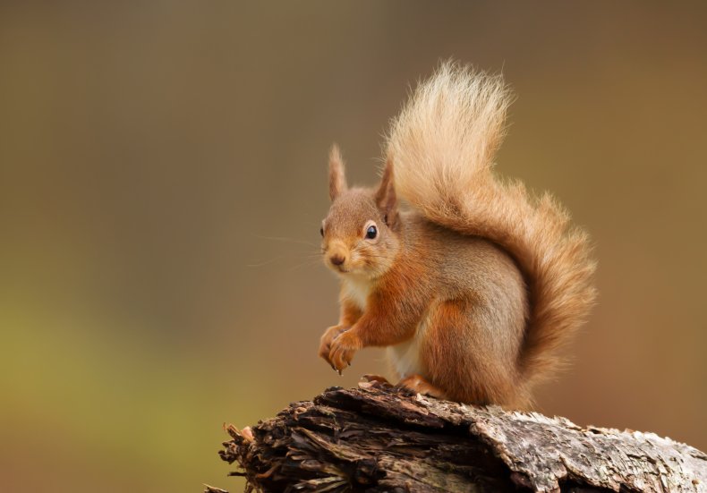 Red squirrel on log