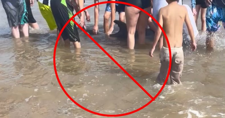 Stranded Dolphin Dies After Beachgoers Harassed 2