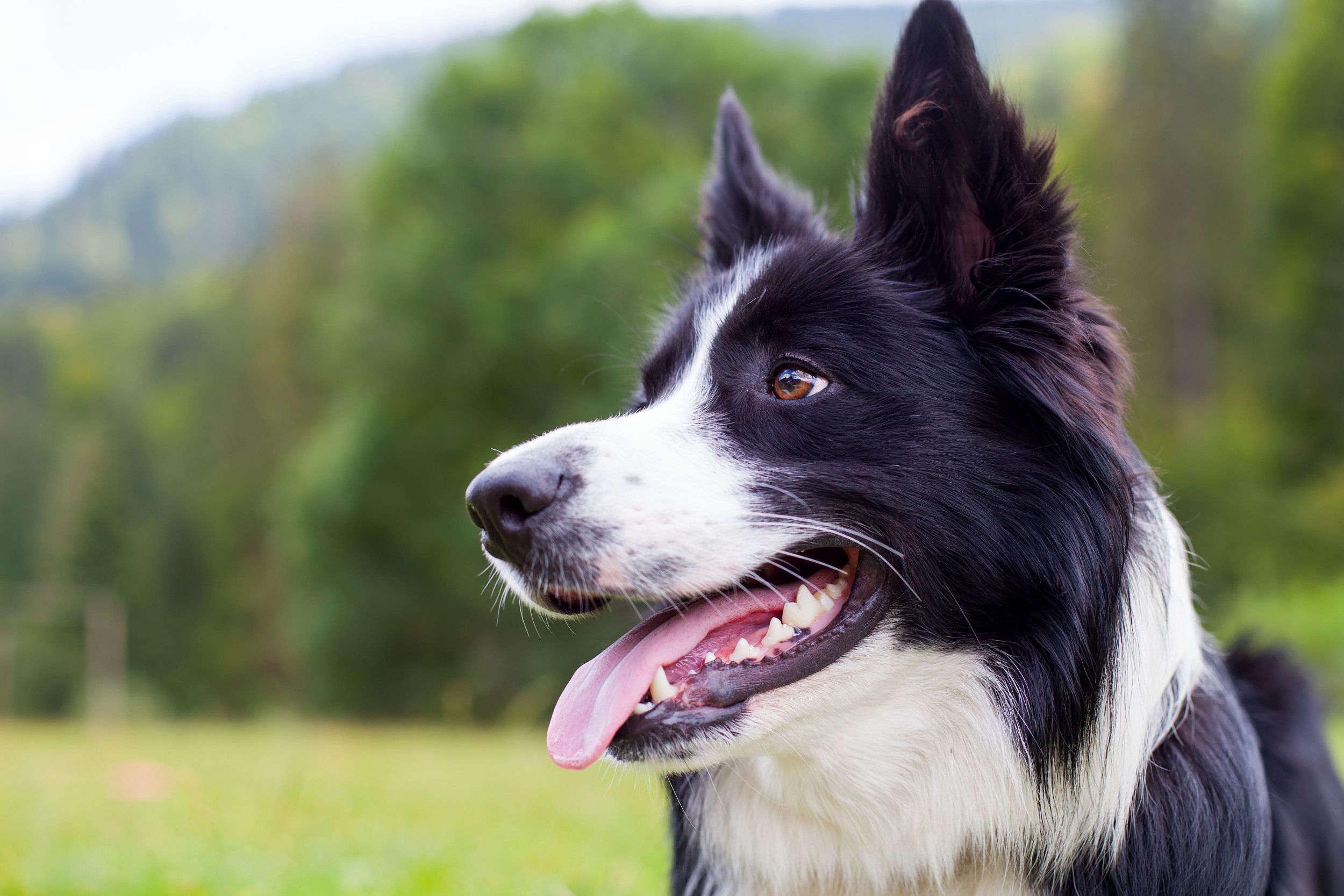 dog-sneaks-out-to-dollar-general-dog-toy-aisle-in-viral-clip-newsweek