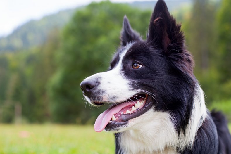 Border Collie in grass