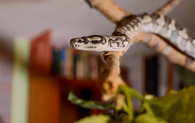 Snake in domestic setting