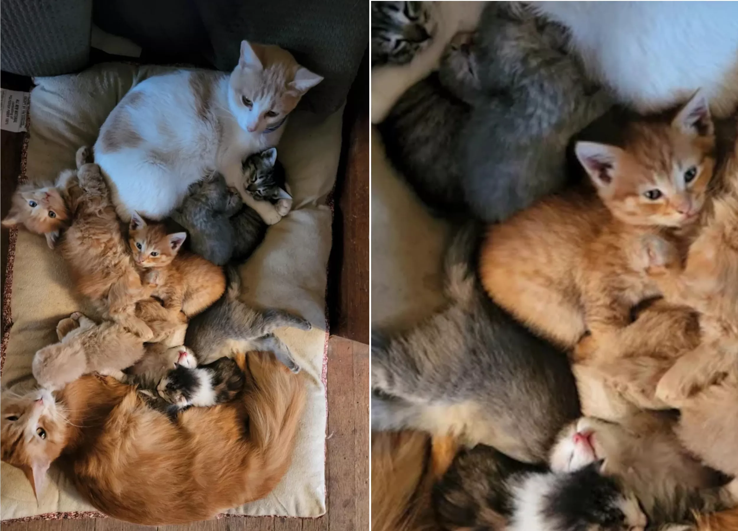 People Are Obsessed With These Two Mom Cats Co-Parenting Their Kittens - Vimarsana News