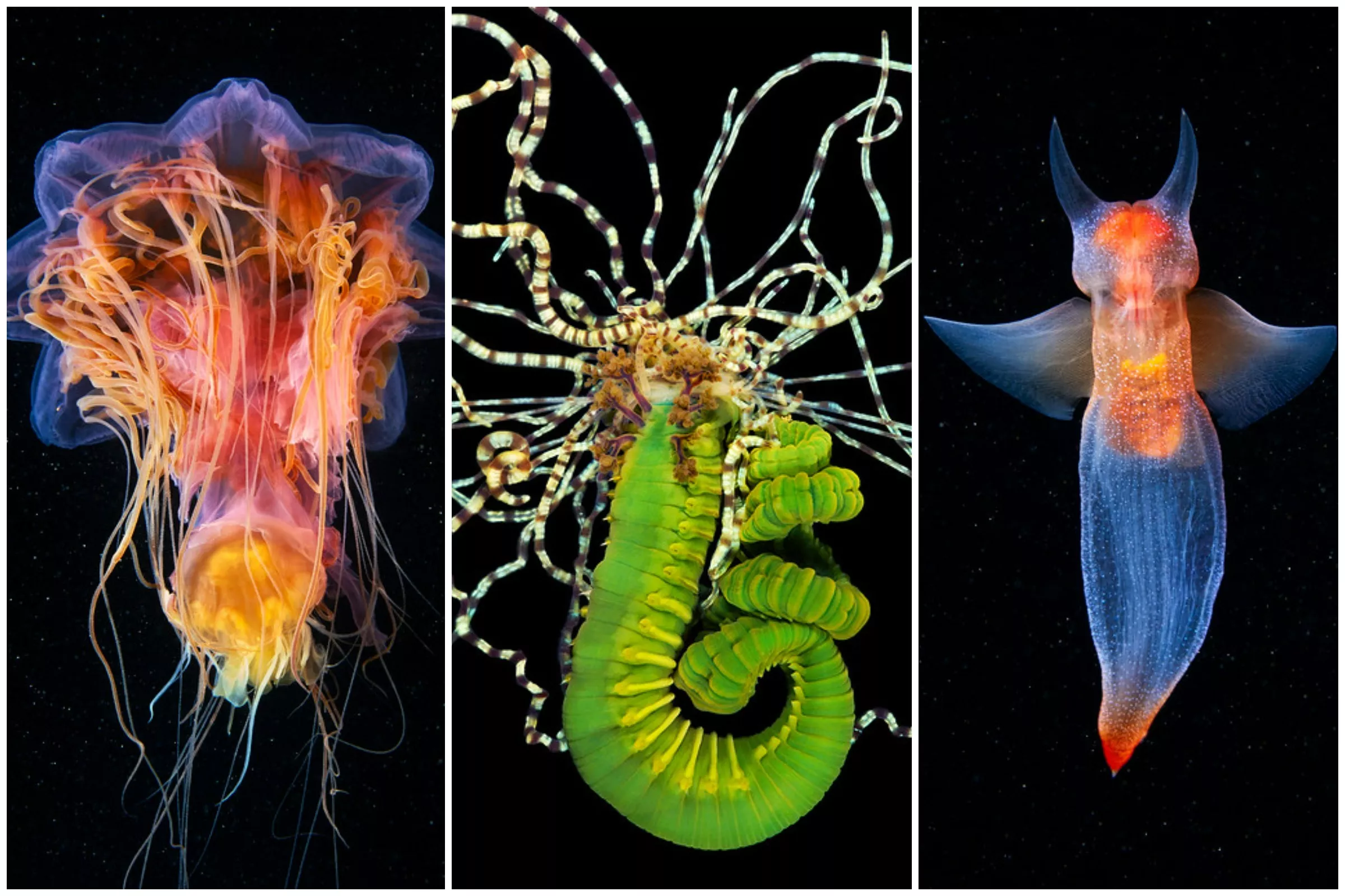 Diver Reveals the 'Monsters' Lurking in the Frozen Depths of the White Sea - Vimarsana News
