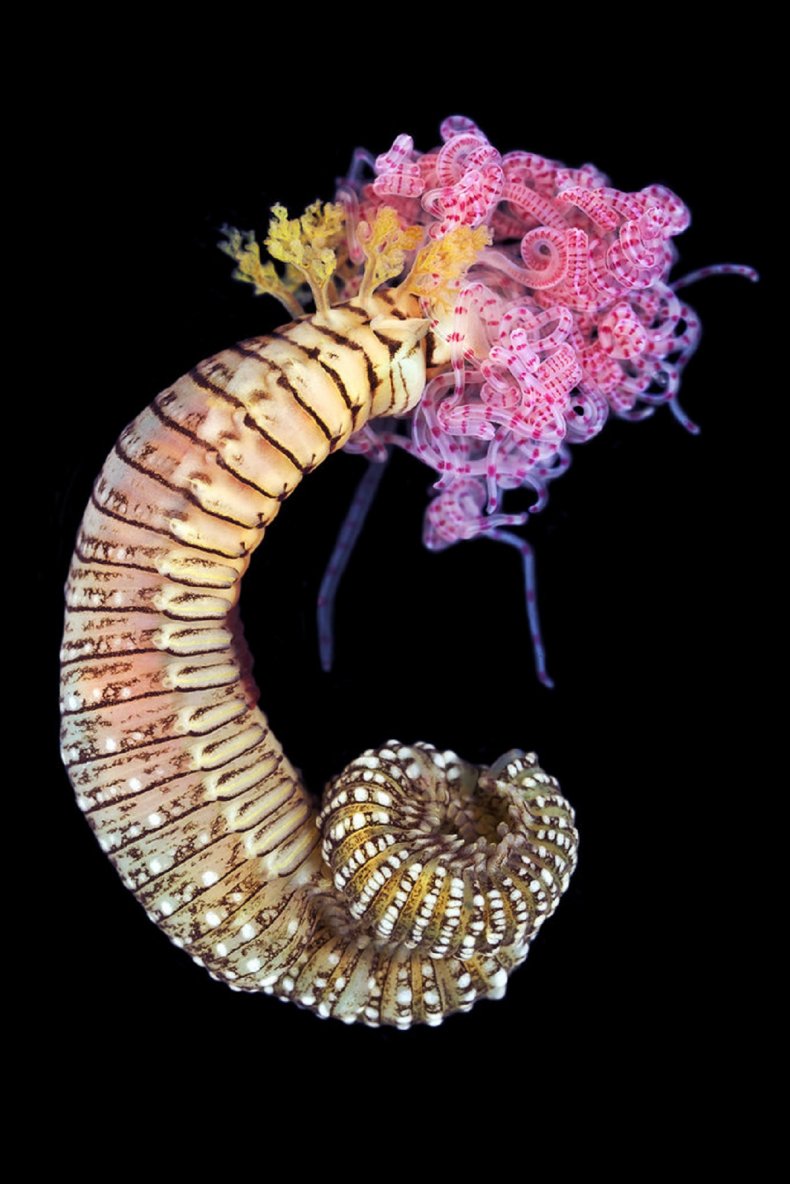 Underwater images in the Arctic sea.