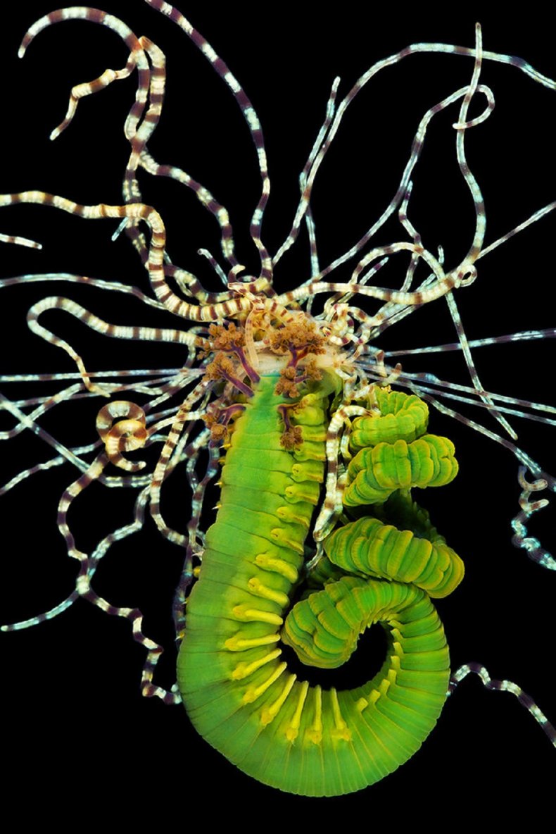 Underwater images in the Arctic sea.