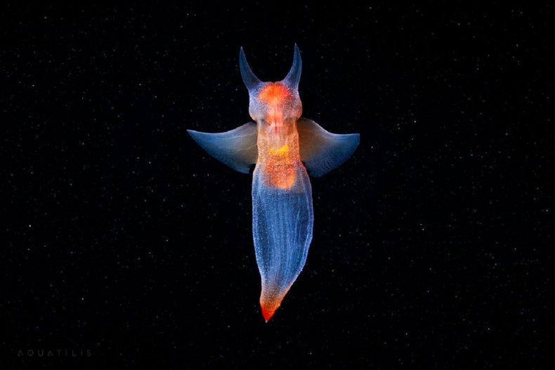Underwater images in the Arctic sea.